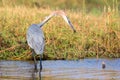 Goliath heron fixated on fish