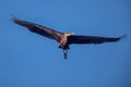 Goliath Heron in flight at Stlucia Estuary. Royalty Free Stock Photo