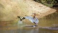 Goliath heron in Kruger National park, South Africa