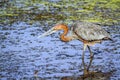 Goliath heron in Kruger National park Royalty Free Stock Photo