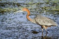 Goliath heron in Kruger National park Royalty Free Stock Photo