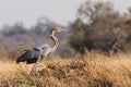 Goliath Heron standing in grass