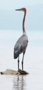 Goliath heron standing on a rock at the shore of Lake Naivasha