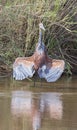 Goliath Heron