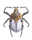 Goliathus (Goliath beetles)