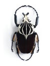 Goliathus goliatus (magnus)