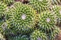 Goloden Echinopsis calochlora cactus. Desert plant. Group of small cactus in the pot . Royalty Free Stock Photo