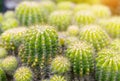 Goloden Echinopsis calochlora cactus. Desert plant. Group of small cactus in the pot . Royalty Free Stock Photo