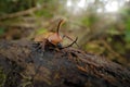 Golofa porteri, horned beetle, carricero or beetle Warty reed, insect beetle from San Isidro forest in Ecuador. Beautiful crest Royalty Free Stock Photo