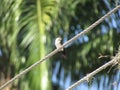 GOLONDRINA AVE VENEZOLANA WILD FAUNA Royalty Free Stock Photo