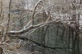 Kamchia River in winter