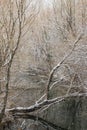 A fallen tree along the Golyama Kamchia river