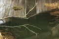 A fallen tree along the Golyama Kamchia river