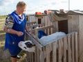 Gomel, Belarus - July 10, 2016: milkmaid feeds the small calf in the evening In Gomel, Belarus. Royalty Free Stock Photo