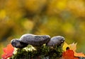 Gomphidius glutinosus, commonly known as the slimy spike-cap, wild edible mushroom in beautiful light Royalty Free Stock Photo