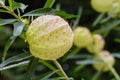 Gomphocarpus physocarpus, commonly known as balloon plant