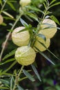 Gomphocarpus physocarpus, commonly known as balloon plant