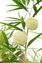 Gomphocarpus physocarpus, commonly known as balloonplan or swan Royalty Free Stock Photo