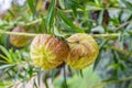 Gomphocarpus physocarpus known as balloon plant cotton bush milkweed pod tropical nature