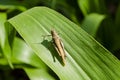 Gomphocerippus Rufus Grasshopper On Corn Leaf