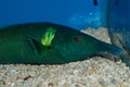 Male Bird Wrasse Closeup