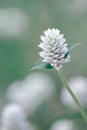 Gomphrena celosioides in the garden Royalty Free Stock Photo