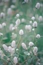 Gomphrena celosioides in the garden Royalty Free Stock Photo