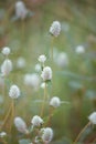 Gomphrena celosioides in the garden Royalty Free Stock Photo