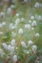 Gomphrena celosioides in the garden Royalty Free Stock Photo