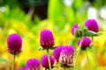 Gomphrena Globosa or Bachelor Button Flower Royalty Free Stock Photo