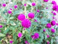 Gomphrena globosa L. or Common globe-amaranth in Pota, Flores, NTT, Indonesia Royalty Free Stock Photo