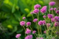 Gomphrena globosa or Fireworks flower. Violet flower.