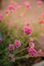 Gomphrena globosa or Fireworks flower. Violet flower.