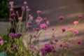 Gomphrena globosa or Fireworks flower. Violet flower.