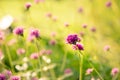 Gomphrena globosa or Fireworks flower. Violet flower in the hard sunlight