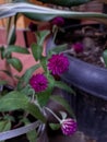 Gomphrena globosa in front house for background.