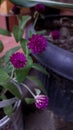 Gomphrena globosa in front house for background.