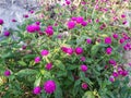 Gomphrena globosa L. or Common globe-amaranth in Pota, Flores, NTT, Indonesia Royalty Free Stock Photo