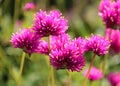 Gomphrena globosa \'Ping Pong Pink\' (Globe Amaranth) Royalty Free Stock Photo