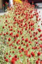 Gomphrena haageana flowers.