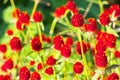 Gomphrena haageana, Strawberry Fields