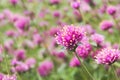 Gomphrena pulchella L.`Firework`