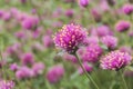 Gomphrena pulchella L.`Firework`