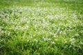 Gomphrena weed flowers