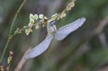 Gomphus pulchellus, the western clubtail