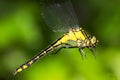 Gomphus vulgatissimus / Club-tailed Dragonfly