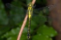 Gomphus vulgatissimus / Club-tailed Dragonfly