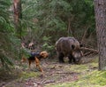 Hunting dog attack wild boar Royalty Free Stock Photo