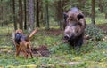 Hunting on wildboar