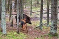 Hunting with hound on wildboar